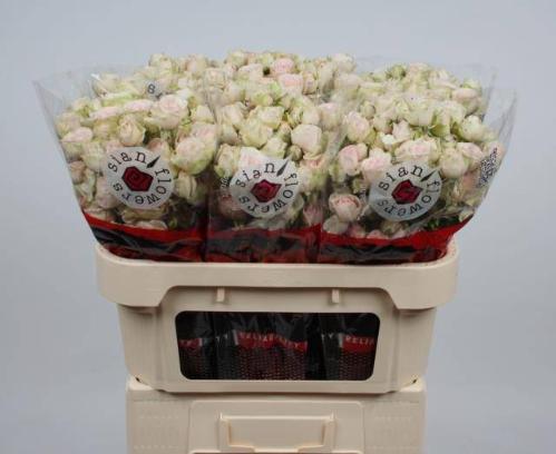 Rosa tros Sweet Blossoms