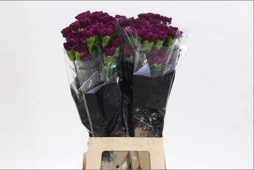 Dianthus standaard 'Golem'