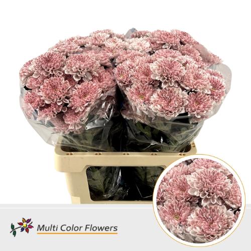 Chrysanthemum Indicum Grp tros kas kleurbehandeld H%