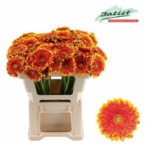 Gerbera mini 'Franky'