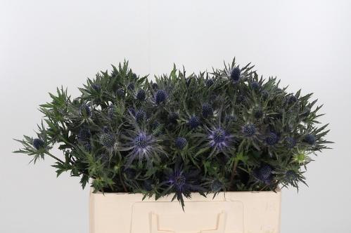 Eryngium Orion Questar