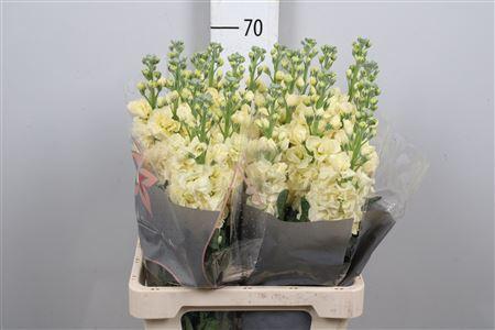 Matthiola incana 'Iron Yellow'