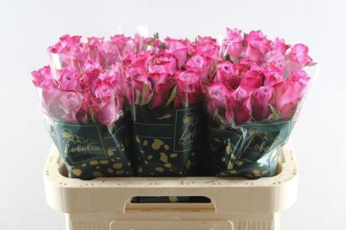 Rosa grootbloemig Deep Purple