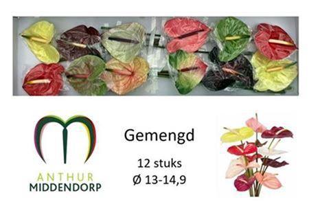 Anthurium Andreanum Grp gemengd