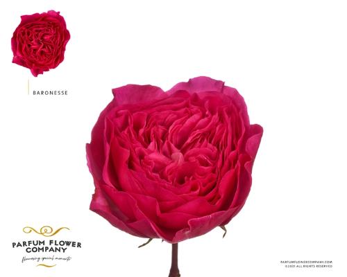 Rosa grootbloemig overig