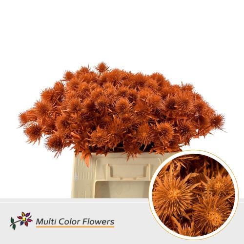 Eryngium alpinum kleurbehandeld H%