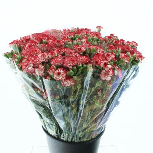 Dianthus tros 'Minuetto'