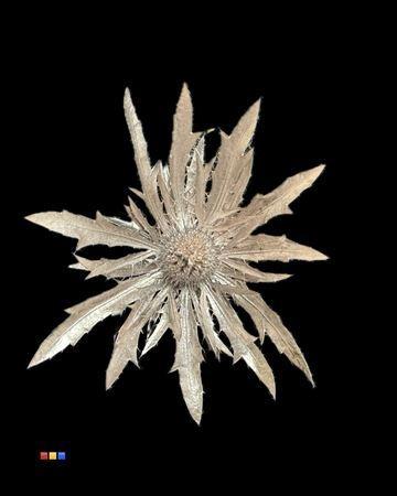 Eryngium alpinum kleurbehandeld H%