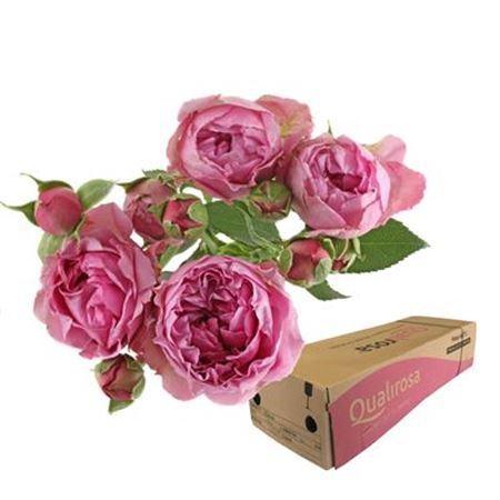 Rosa tros Purple Bubbles