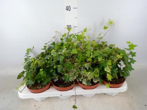 Hedera helix gemengd