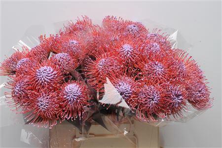 Leucospermum 'Naomi' kleurbehandeld H%