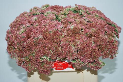 Sedum spectabile