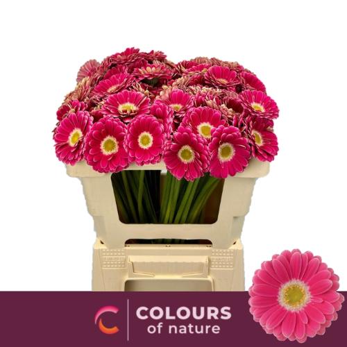 Gerbera mini Twiggy