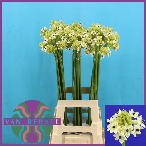 Ornithogalum saundersiae