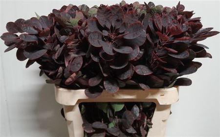 Cotinus coggygria 'Royal Purple'