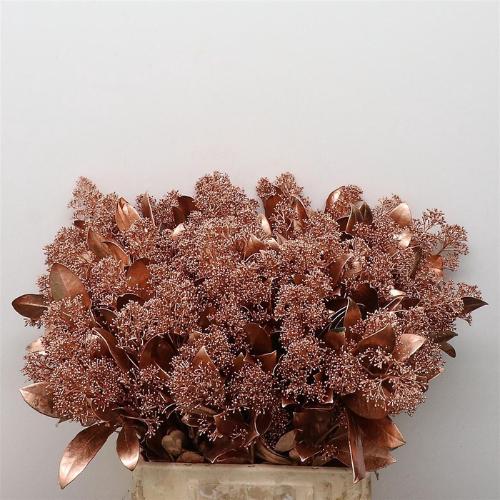 Skimmia per bos overig kleurbehandeld H%