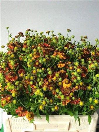 Helenium overig