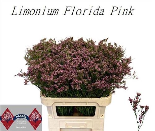 Limonium Florida Pink