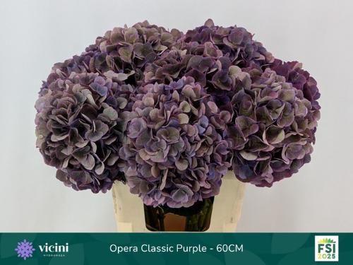 Hydrangea macrophylla Royal Opera (classic)
