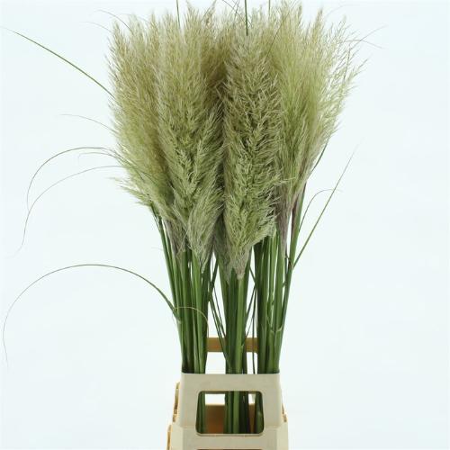 Cortaderia selloana 'Evita'