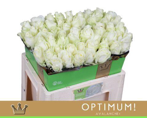 Rosa grootbloemig Avalanche+