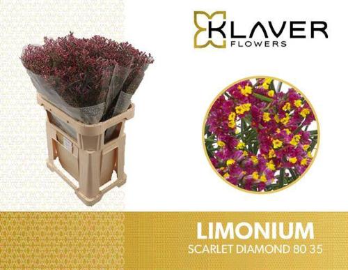 Limonium sinensis Scarlet Diamond