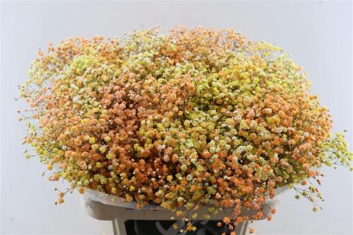 Gypsophila overig kleurbehandeld H%