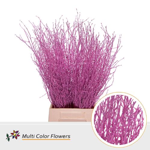 Betula kleurbehandeld H%