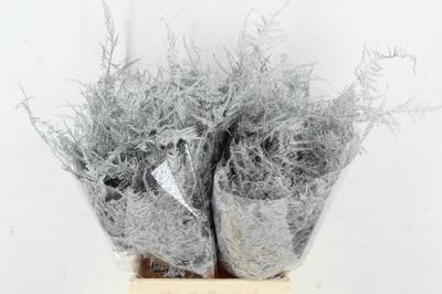 Asparagus overig kleurbehandeld H%