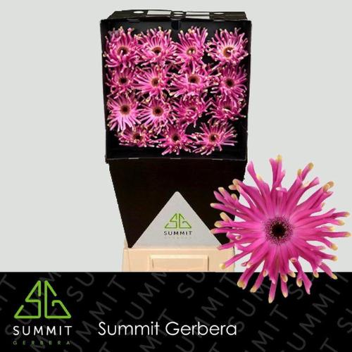 Gerbera grootbloemig krulvormig Pastini Vittoria
