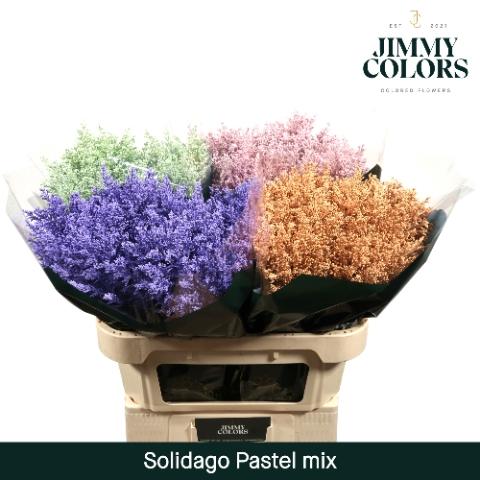 Solidago kleurbehandeld H%
