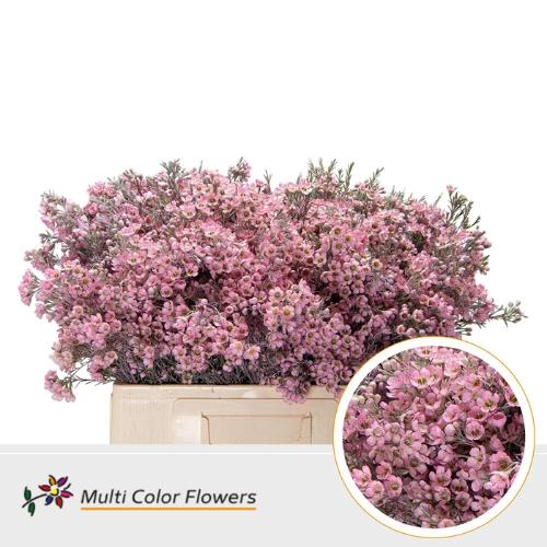 Chamelaucium kleurbehandeld H%