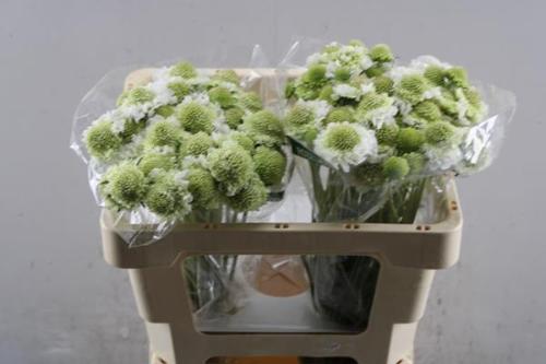 Scabiosa atropurpurea Focal Scoop White