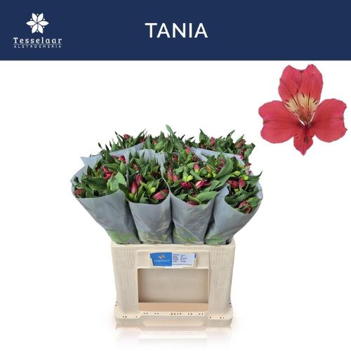 Alstroemeria Tania