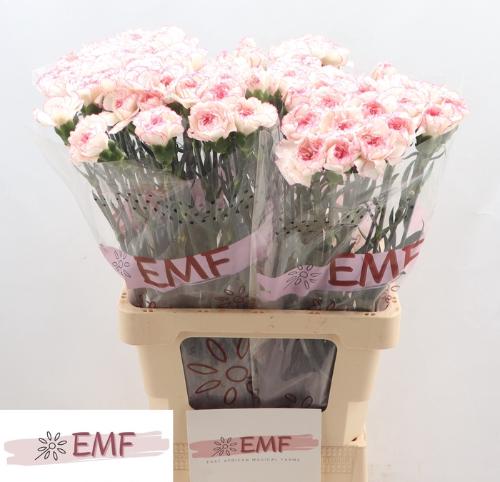 Dianthus standaard 'Pastel Damascus'