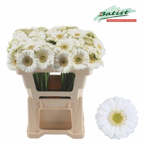 Gerbera mini Albino