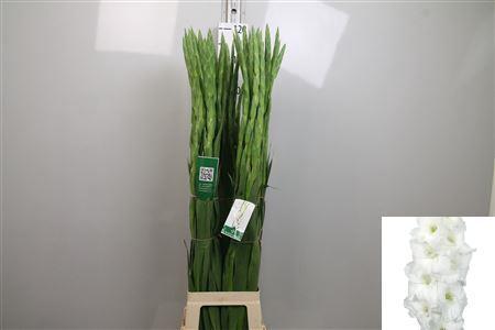 Gladiolus grootbloemig 'Essential'