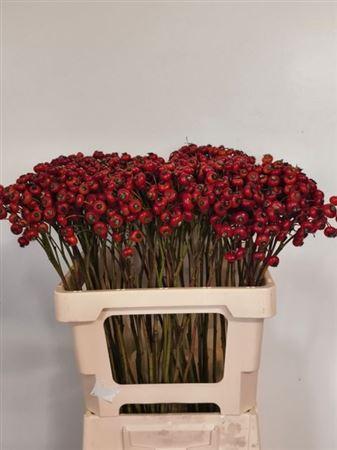 Rosa 'Red Hooijdonk' (rozenbottel)