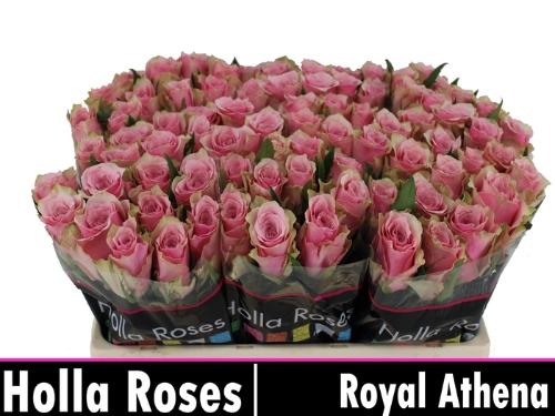 Rosa grootbloemig Athena Royale