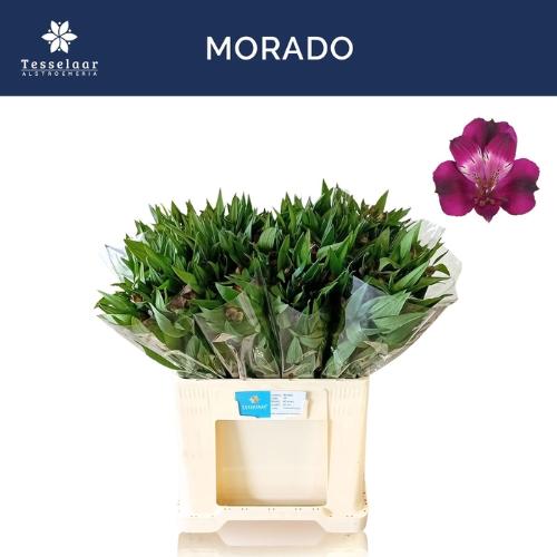 Alstroemeria Morado