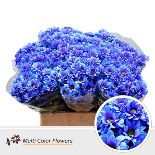 Chrysanthemum Indicum Grp tros kas kleurbehandeld H%