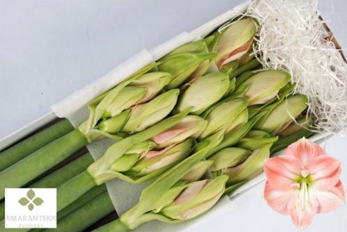 Hippeastrum Diamond Grp 'Darling'