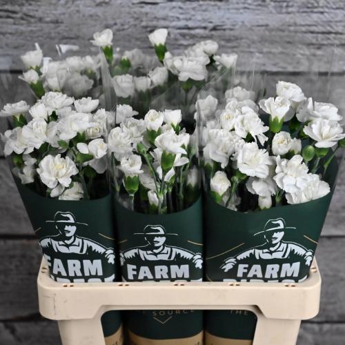 Dianthus tros overig