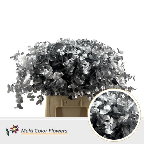 Eucalyptus cinerea kleurbehandeld per bos H%