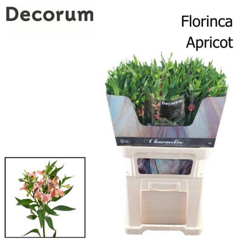 Alstroemeria florinca Charmelia Apricot
