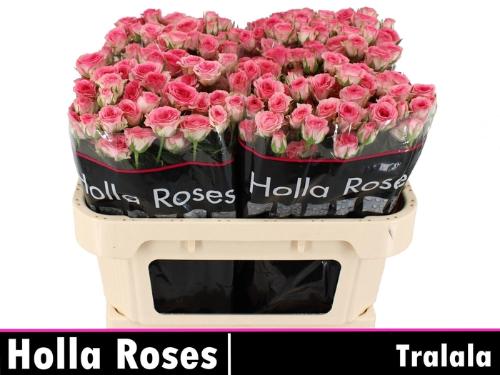 Rosa tros Tralala