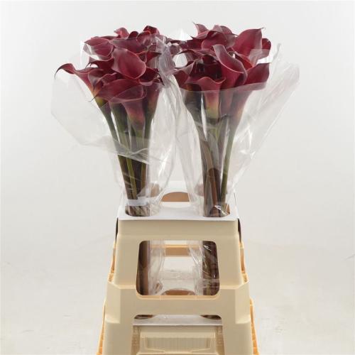 Zantedeschia 'Red Charm'