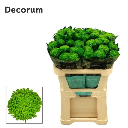 Chrysanthemum (Indicum Grp) geplozen Alemani