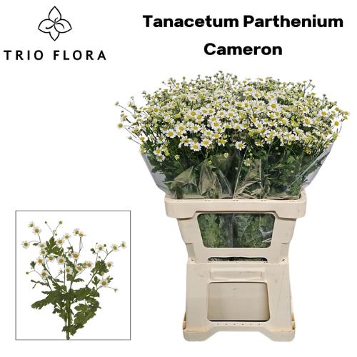 Tanacetum parthenium Cameron