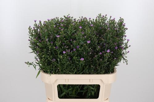 Aster Novi-belgii Grp 'Painted Lady'